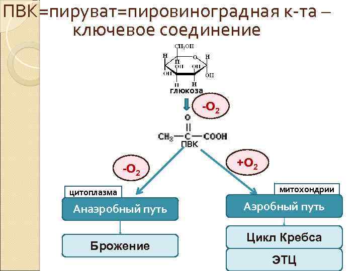 ПВК=пируват=пировиноградная к-та – ключевое соединение глюкоза -О 2 ПВК -О 2 цитоплазма Анаэробный путь