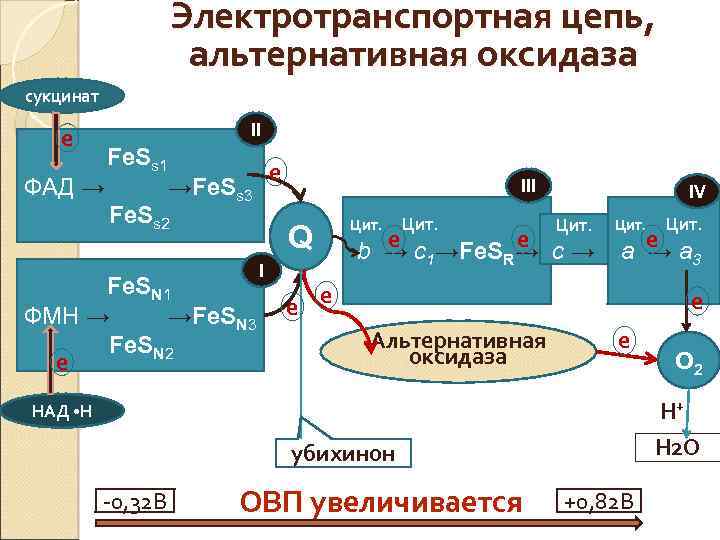 Электротранспортная цепь, альтернативная оксидаза сукцинат II е Fe. Ss 1 е ФАД → →Fe.