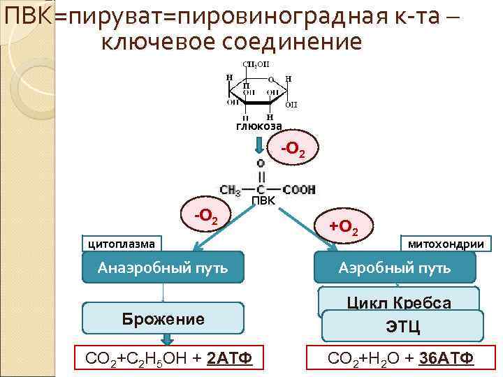 ПВК=пируват=пировиноградная к-та – ключевое соединение глюкоза -О 2 ПВК цитоплазма +О 2 митохондрии Анаэробный