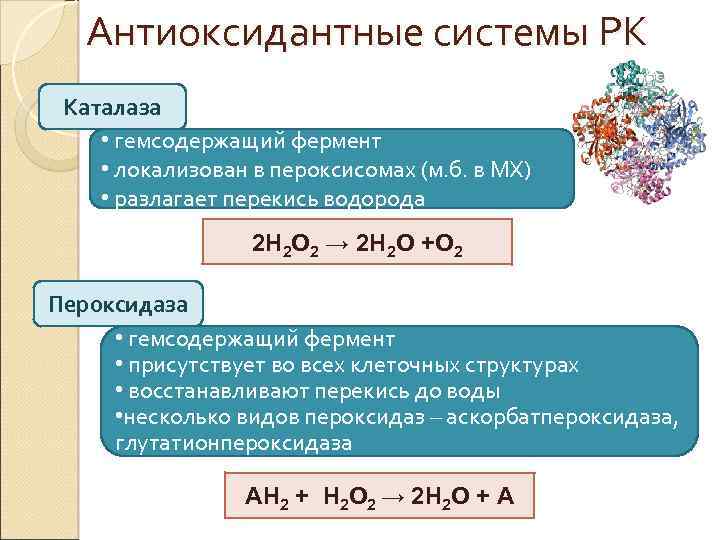 Антиоксидантные системы РК Каталаза • гемсодержащий фермент • локализован в пероксисомах (м. б. в