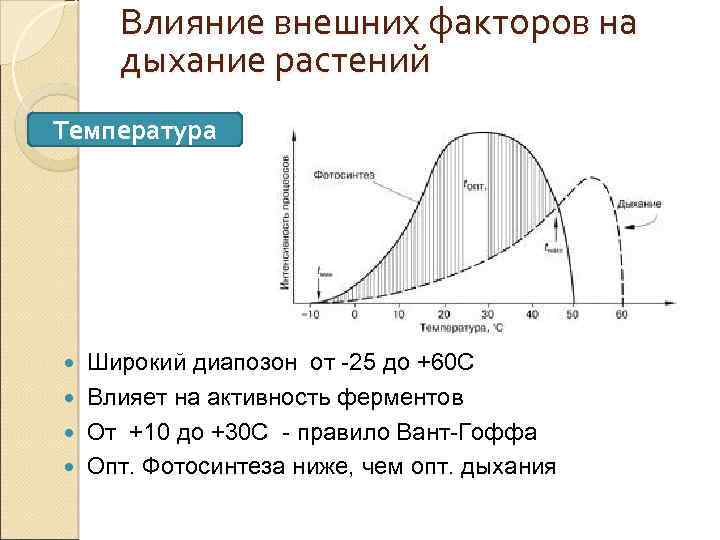 Влияние внешних факторов на дыхание растений Температура Широкий диапозон от -25 до +60 С