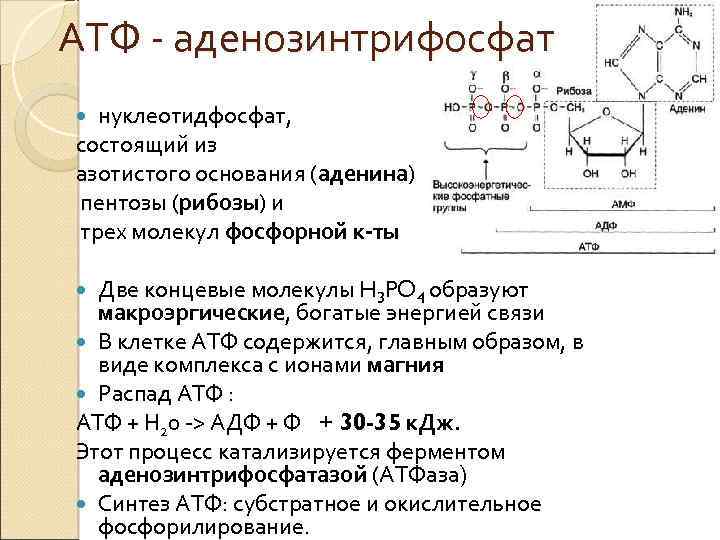 АТФ - аденозинтрифосфат нуклеотидфосфат, состоящий из азотистого основания (аденина) пентозы (рибозы) и трех молекул