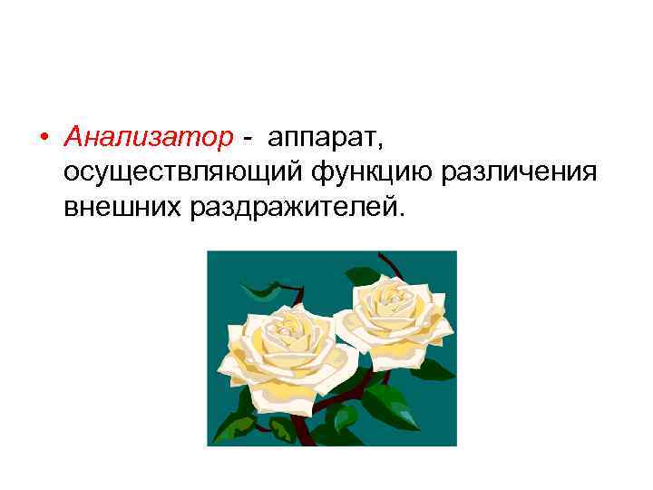  • Анализатор - аппарат, осуществляющий функцию различения внешних раздражителей. 