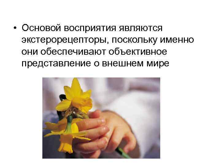  • Основой восприятия являются экстерорецепторы, поскольку именно они обеспечивают объективное представление о внешнем