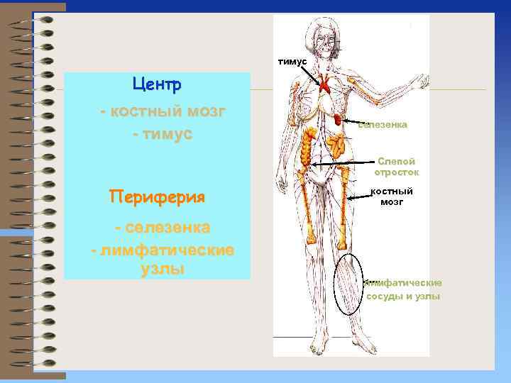 тимус Центр - костный мозг - тимус селезенка Слепой отросток Периферия - селезенка -