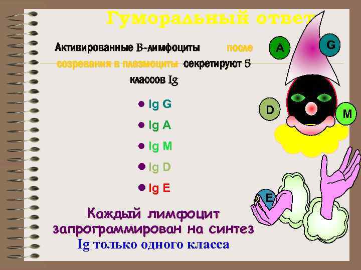 Гуморальный ответ Активированные B-лимфоциты после созревания в плазмоциты секретируют 5 классов Ig l Ig