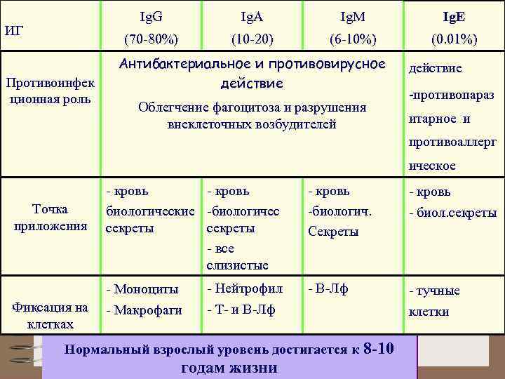 Ig. G Противоинфек ционная роль Ig. M Ig. E (70 -80%) ИГ Ig. A