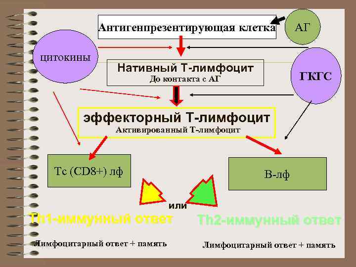Антигенпрезентирующая клетка цитокины Нативный T-лимфоцит АГ ГКГС До контакта с АГ эффекторный T-лимфоцит Активированный