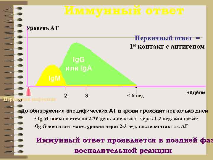 Иммунный ответ Уровень АТ Первичный ответ = 1 й контакт с антигеном Ig. G