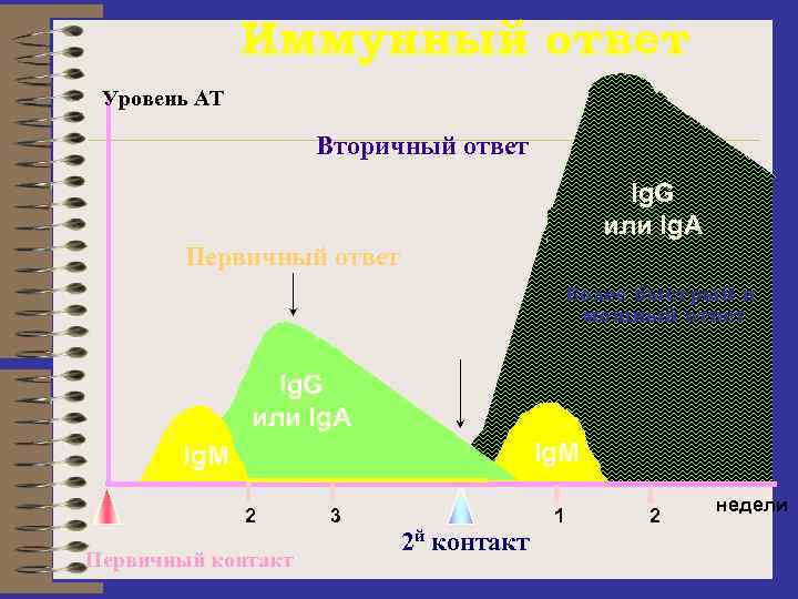 Иммунный ответ Уровень АТ Вторичный ответ Ig. G или Ig. A Первичный ответ Более