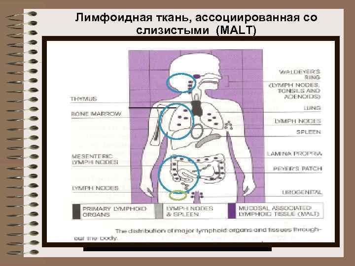 Лимфоидная ткань, ассоциированная со слизистыми (MALT) 