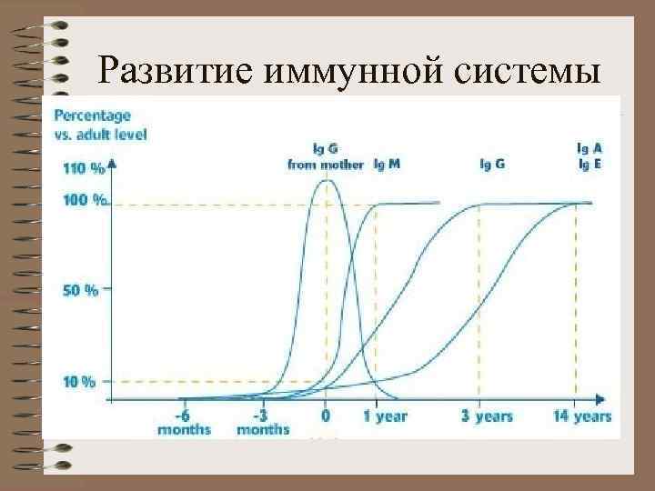 Развитие иммунной системы 