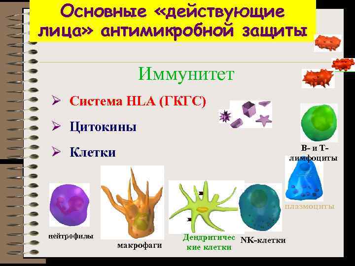 Основные «действующие лица» антимикробной защиты Иммунитет Ø Система HLA (ГКГС) Ø Цитокины B- и