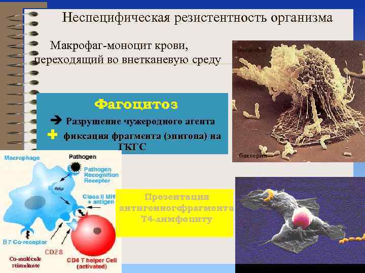 Неспецифическая резистентность организма Макрофаг-моноцит крови, переходящий во внетканевую среду макрофаг Фагоцитоз è Разрушение чужеродного