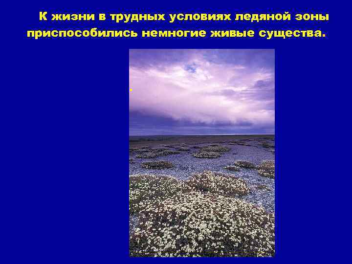 К жизни в трудных условиях ледяной зоны приспособились немногие живые существа. . 
