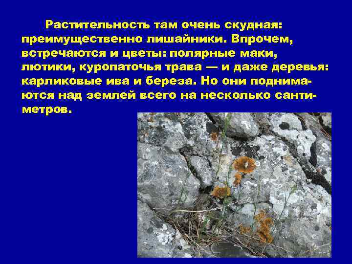 Растительность там очень скудная: преимущественно лишайники. Впрочем, встречаются и цветы: полярные маки, лютики, куропаточья