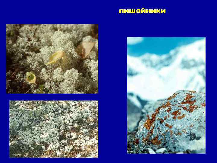 лишайники 