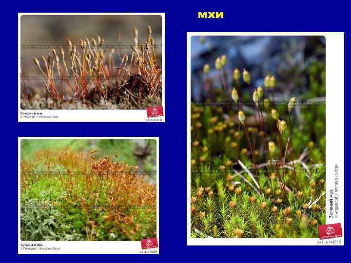 мхи 