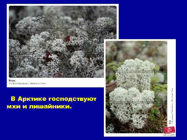 В Арктике господствуют мхи и лишайники. 