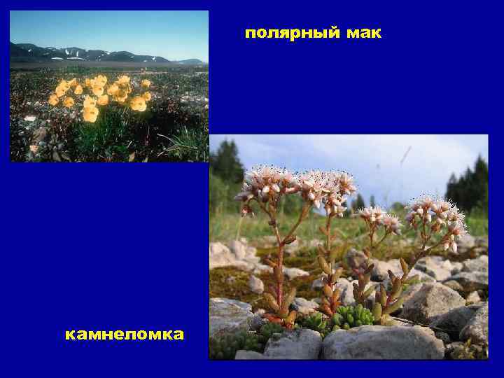 полярный мак камнеломка 