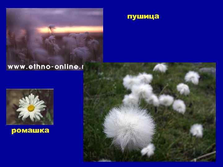 пушица ромашка 