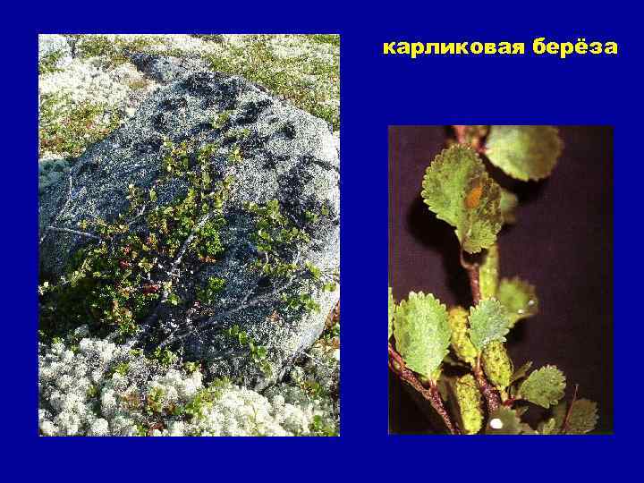 карликовая берёза 