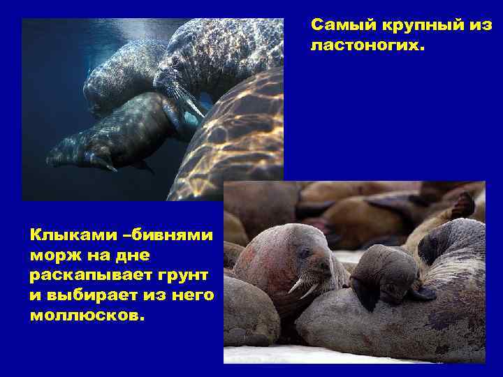 Самый крупный из ластоногих. Клыками –бивнями морж на дне раскапывает грунт и выбирает из