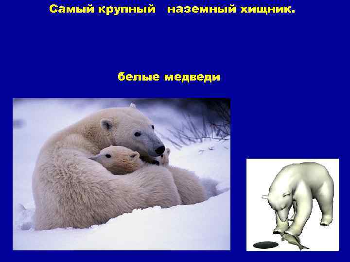 Самый крупный наземный хищник. белые медведи 
