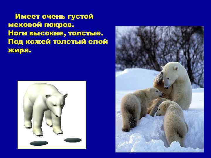 Имеет очень густой меховой покров. Ноги высокие, толстые. Под кожей толстый слой жира. 