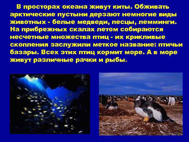 В просторах океана живут киты. Обживать арктические пустыни дерзают немногие виды животных - белые