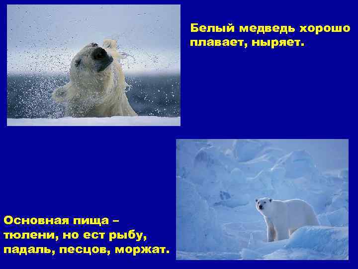 Белый медведь хорошо плавает, ныряет. Основная пища – тюлени, но ест рыбу, падаль, песцов,