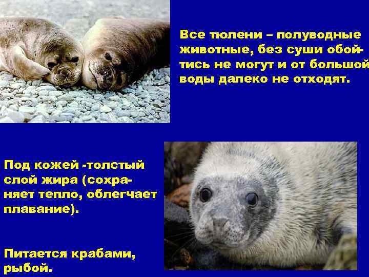 Все тюлени – полуводные животные, без суши обойтись не могут и от большой воды
