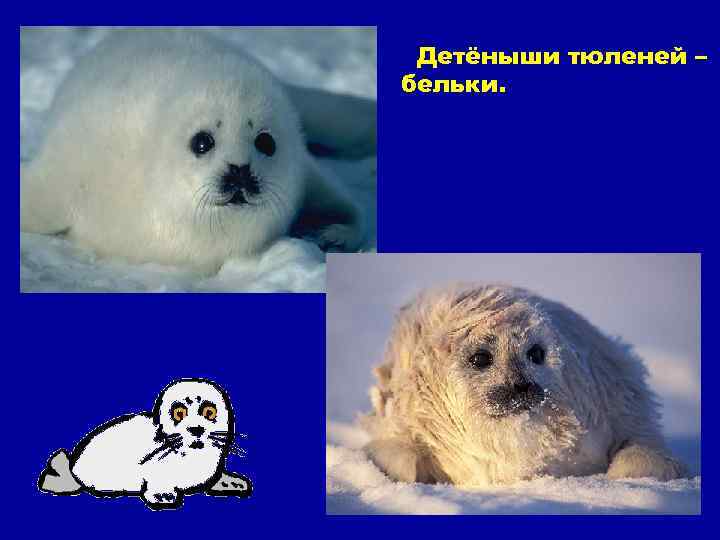 Детёныши тюленей – бельки. 