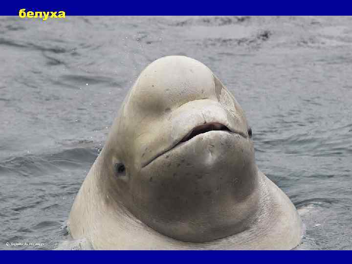 белуха 