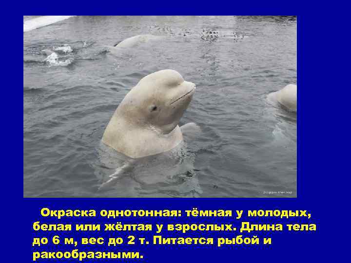 Окраска однотонная: тёмная у молодых, белая или жёлтая у взрослых. Длина тела до 6