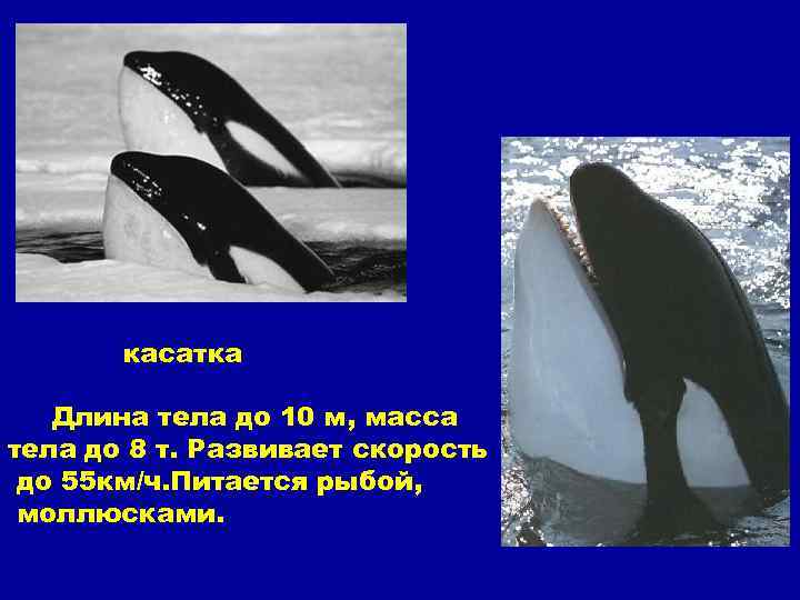 касатка Длина тела до 10 м, масса тела до 8 т. Развивает скорость до