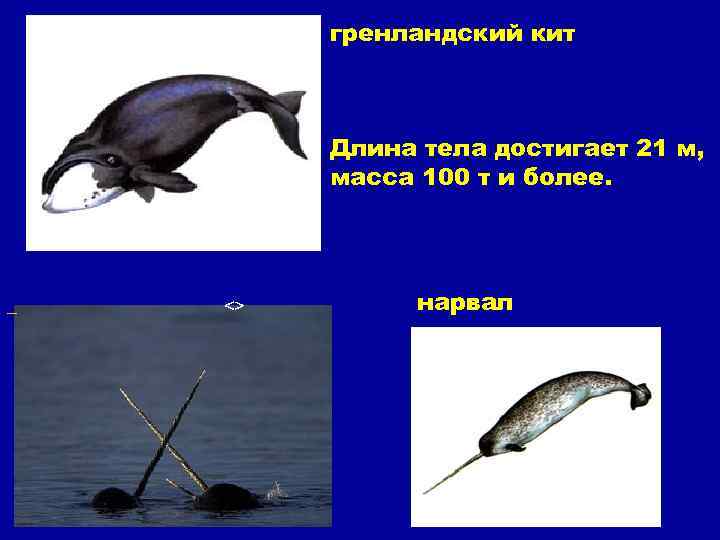 гренландский кит Длина тела достигает 21 м, масса 100 т и более. <> нарвал