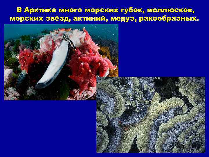 В Арктике много морских губок, моллюсков, морских звёзд, актиний, медуз, ракообразных. 