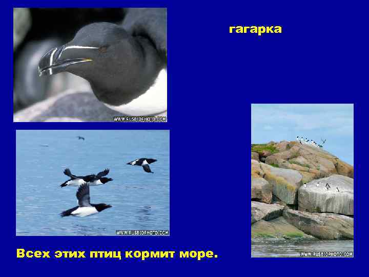 гагарка Всех этих птиц кормит море. 