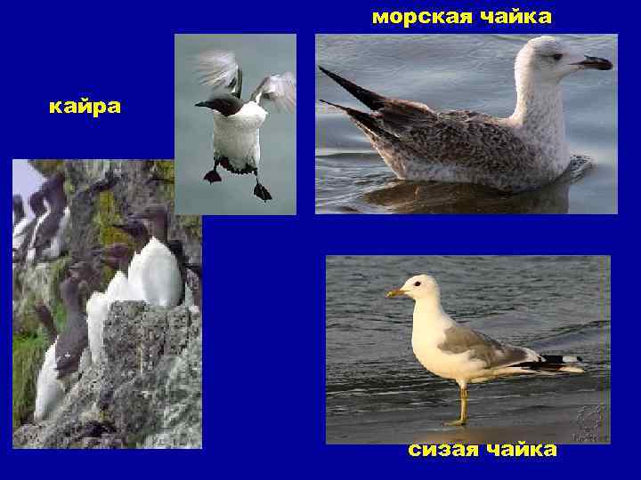 морская чайка кайра сизая чайка 