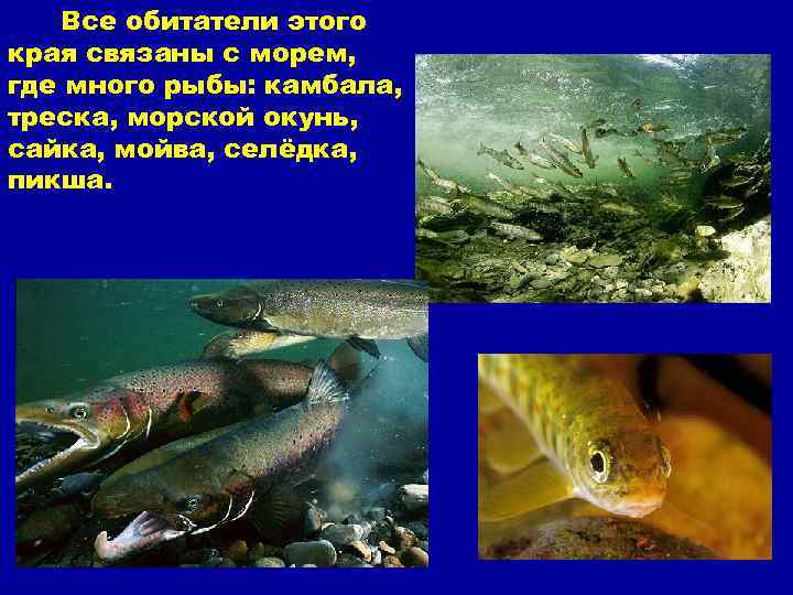 Все обитатели этого края связаны с морем, где много рыбы: камбала, треска, морской окунь,