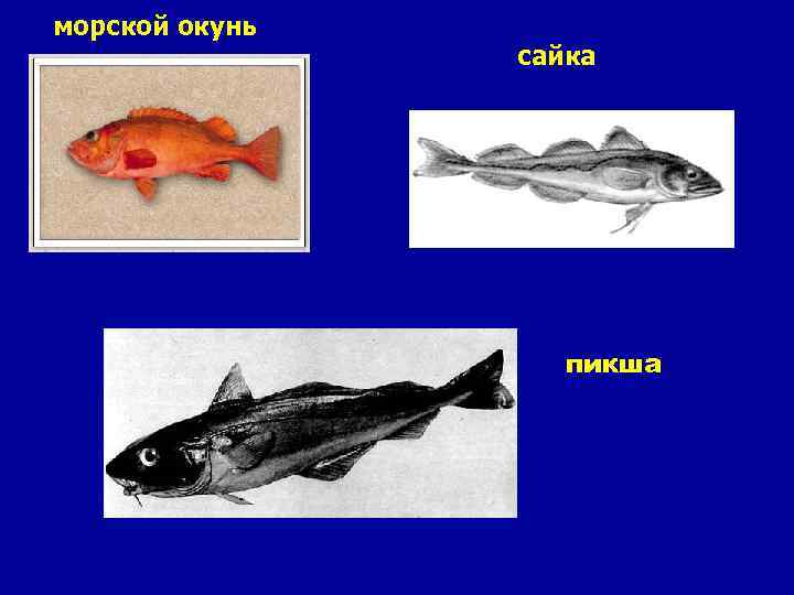 морской окунь сайка пикша 
