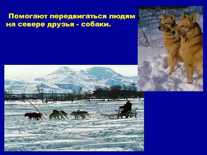 Помогают передвигаться людям на севере друзья - собаки. 