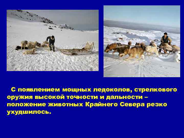 С появлением мощных ледоколов, стрелкового оружия высокой точности и дальности – положение животных Крайнего