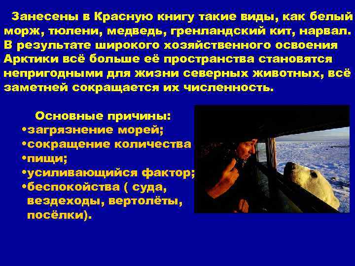 Занесены в Красную книгу такие виды, как белый морж, тюлени, медведь, гренландский кит, нарвал.