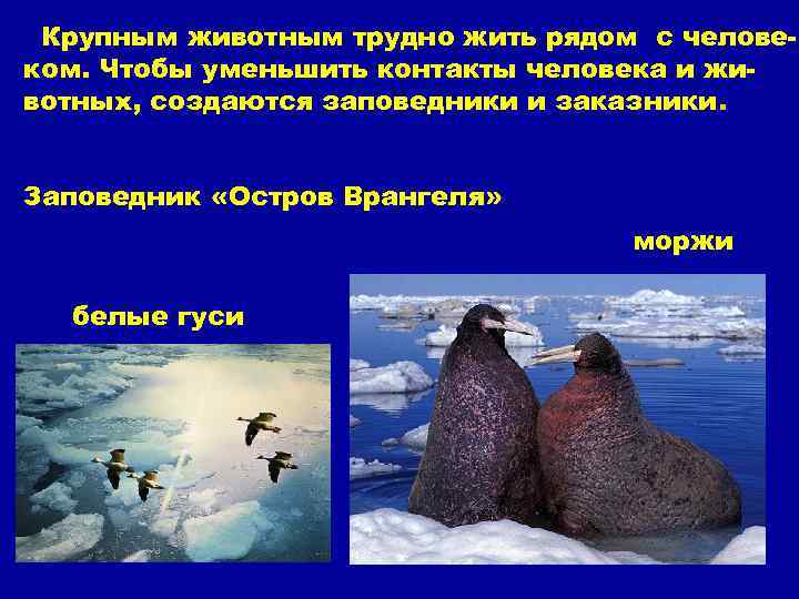 Название заповедников в арктических пустынях. Остров Врангеля животные под охраной. Охрана животных в Арктике. Какое животное взято под охрану в Арктике. Остров Врангеля заповедник животные красной книги.