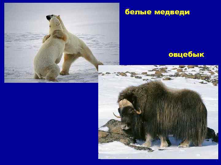 белые медведи овцебык 