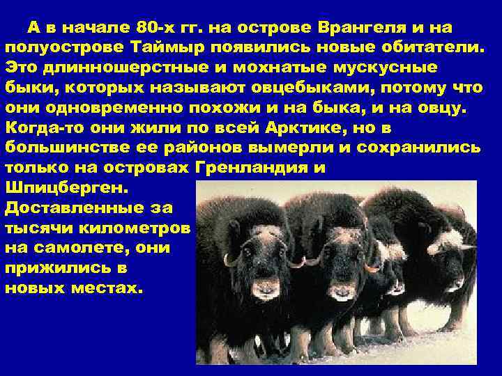 А в начале 80 -х гг. на острове Врангеля и на полуострове Таймыр появились