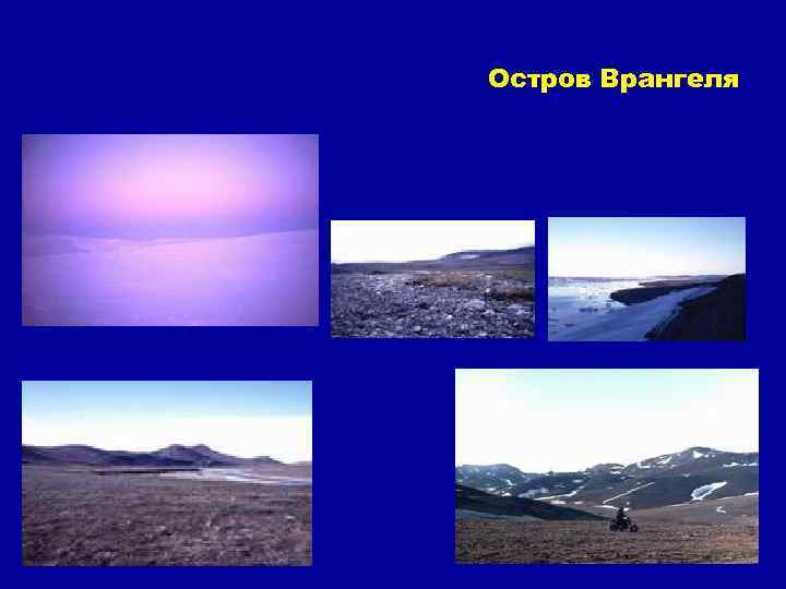 Остров Врангеля 