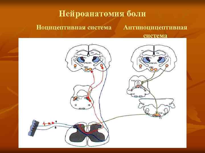 Ноцицептивная система схема